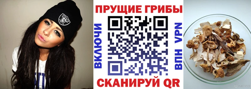 Галлюциногенные грибы Cubensis  кракен зеркало  Ряжск 